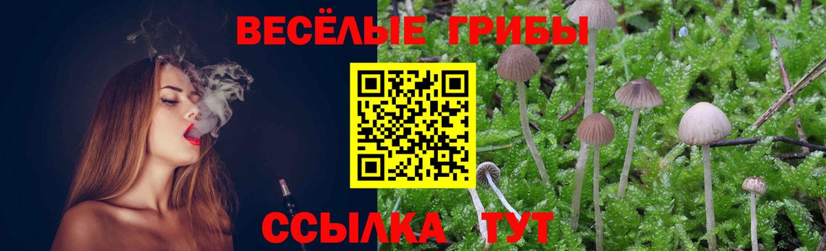 Губкин  Псилоцибиновые грибы прущие грибы  Псилоцибиновые грибы Psilocybine cubensis  Вход с VPN 